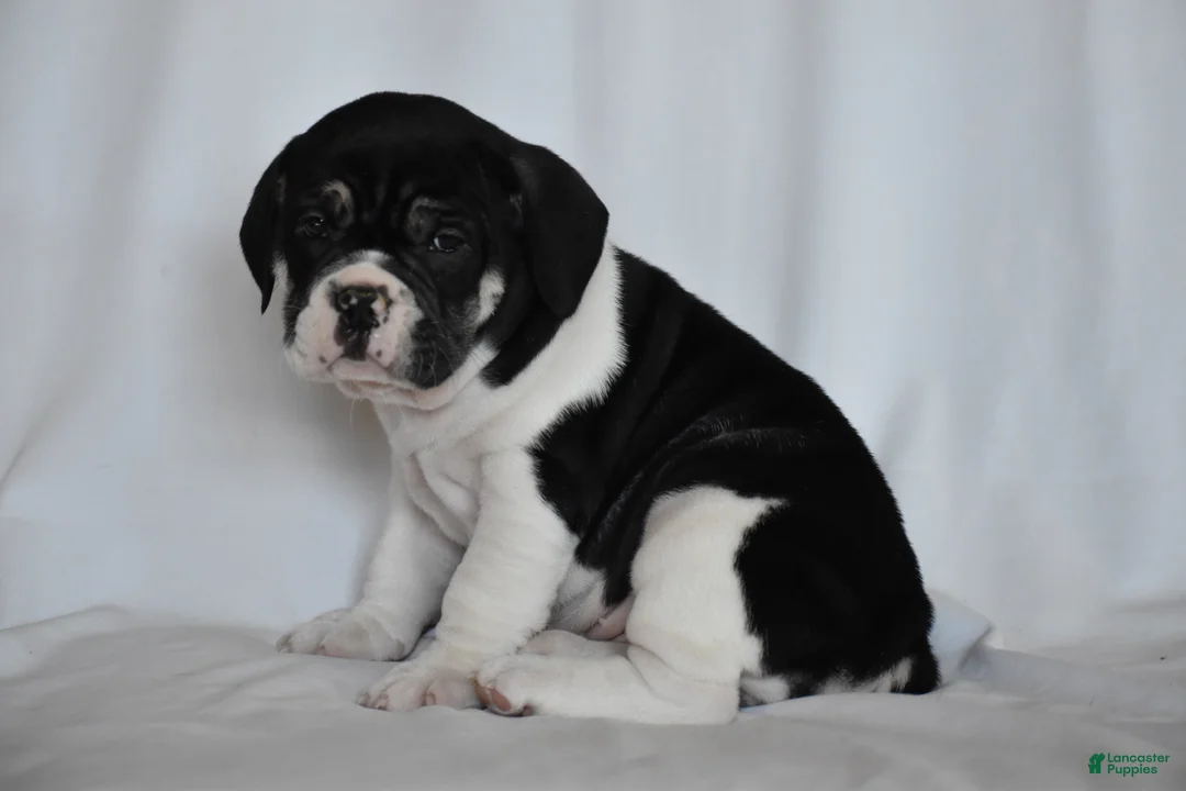 Beabull dogs for sale: Jasemine - Ad 7