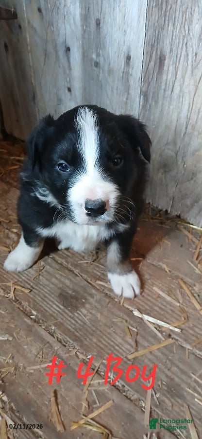 Border Collie dogs Chunky - Ad 13