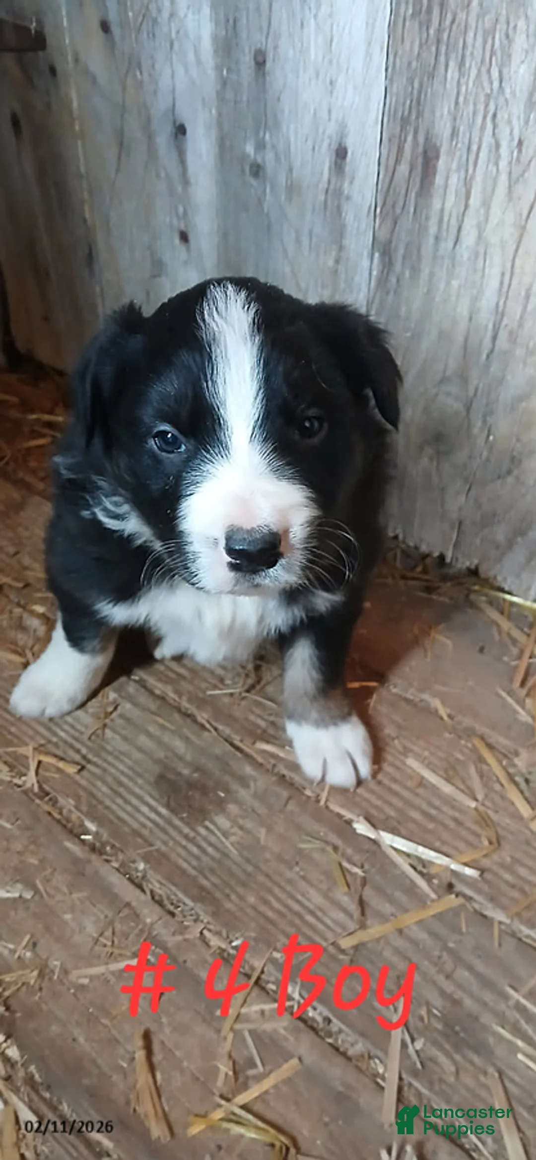 Border Collie dogs for sale: Chunky - Ad 1