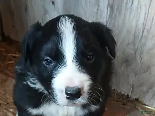 Border Collie dogs Chunky - Ad 13