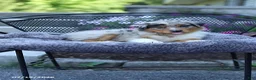 Australian Shepherd dogs for sale: Ryan - Ad 4