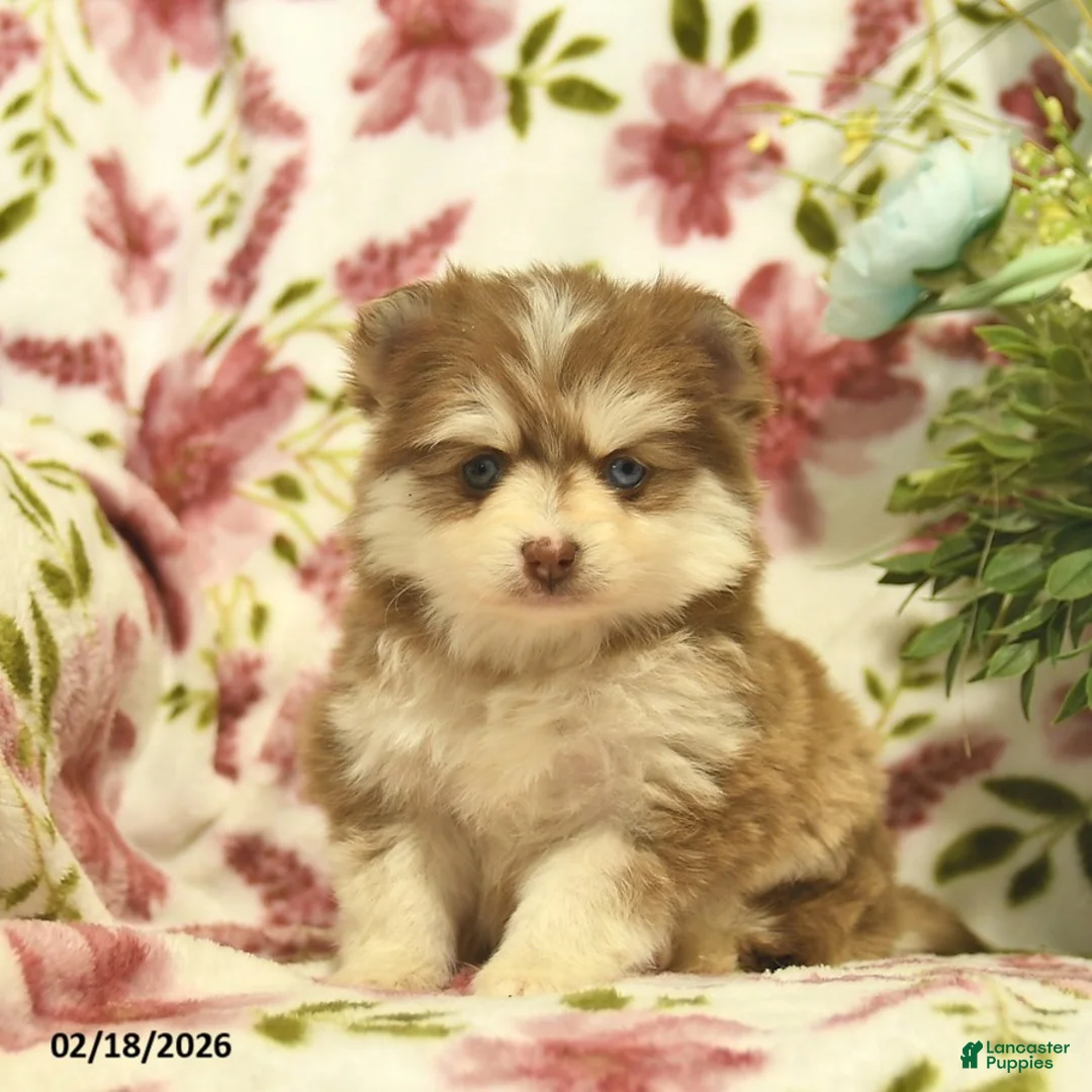 Pomsky dogs for sale: Scarlet  - Ad 3