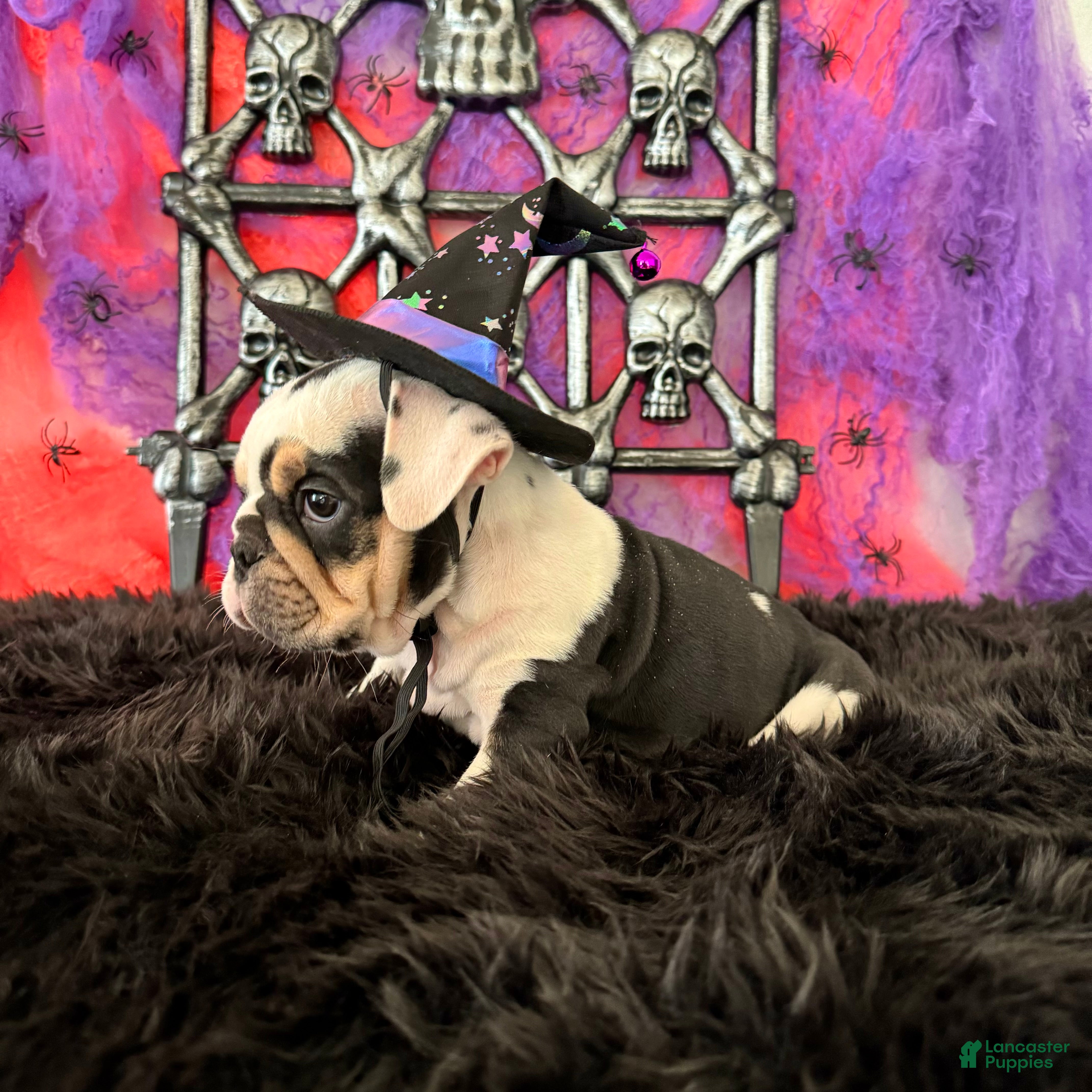 English Bulldog dogs Frida - Ad 2