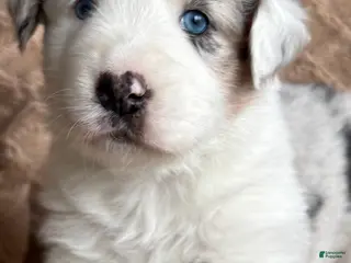 Australian Shepherd dogs for sale: Blue Merle Female 2 - Ad 2