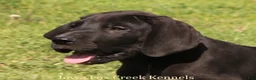 Great Dane dogs for sale: Max - Ad 1
