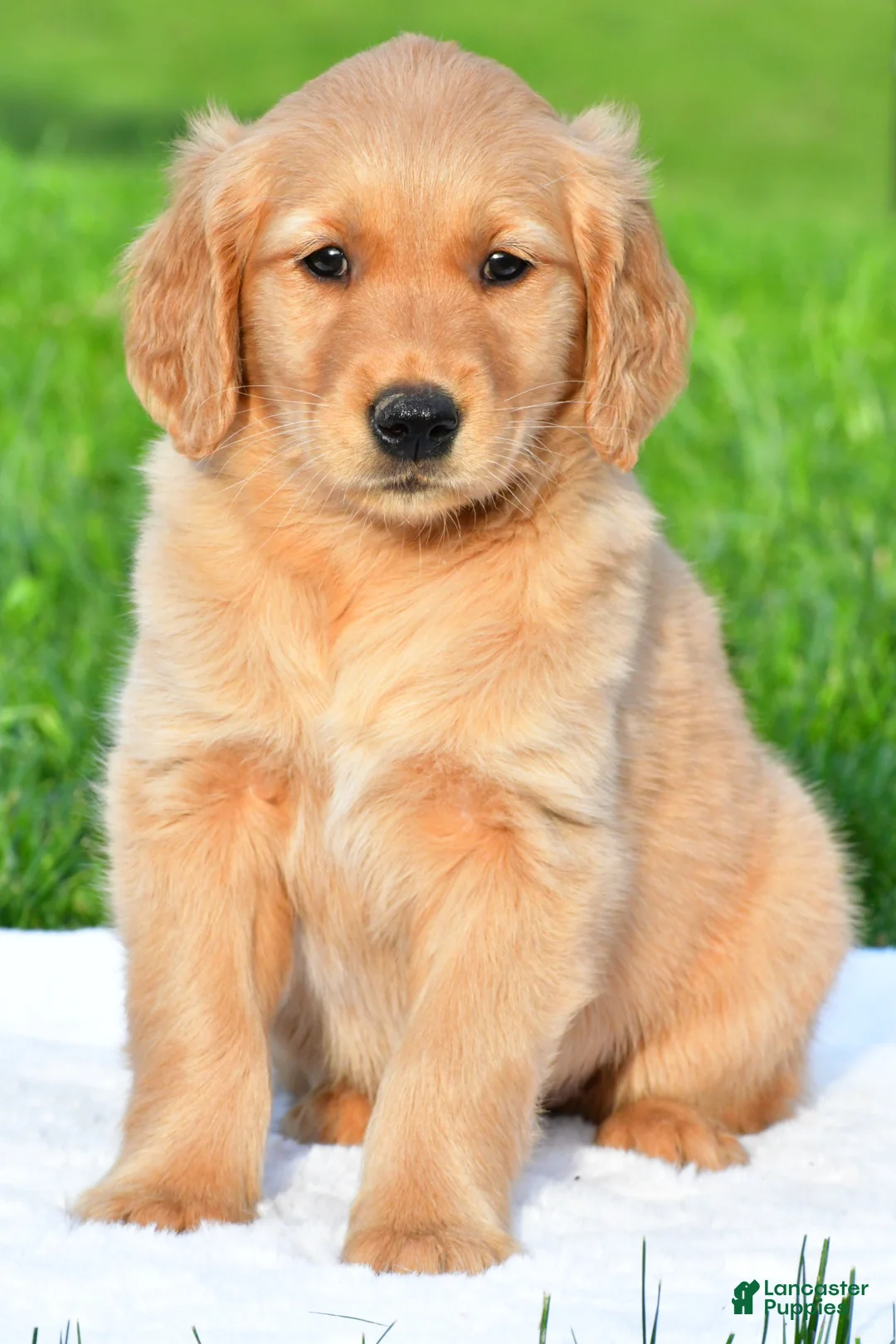 Golden Retriever dogs for sale: Lainey - Ad 1