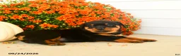 Rottweiler dogs for sale: Prudence - Ad 5
