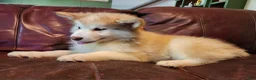 Alaskan Malamute dogs for sale: Alaskan Malamute 3 - Ad 5