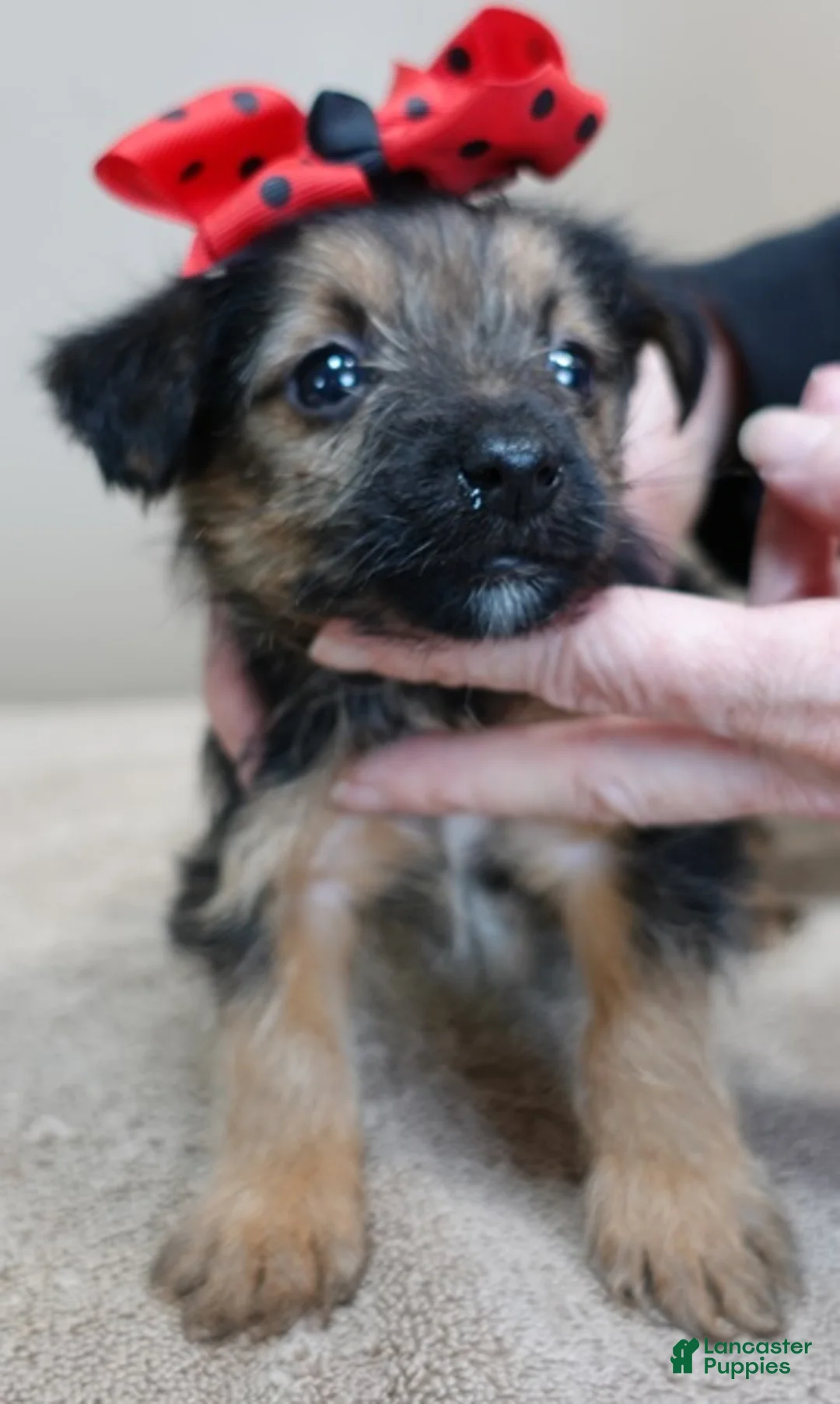 Yorkshire Terrier dogs for sale: Bali - Ad 8