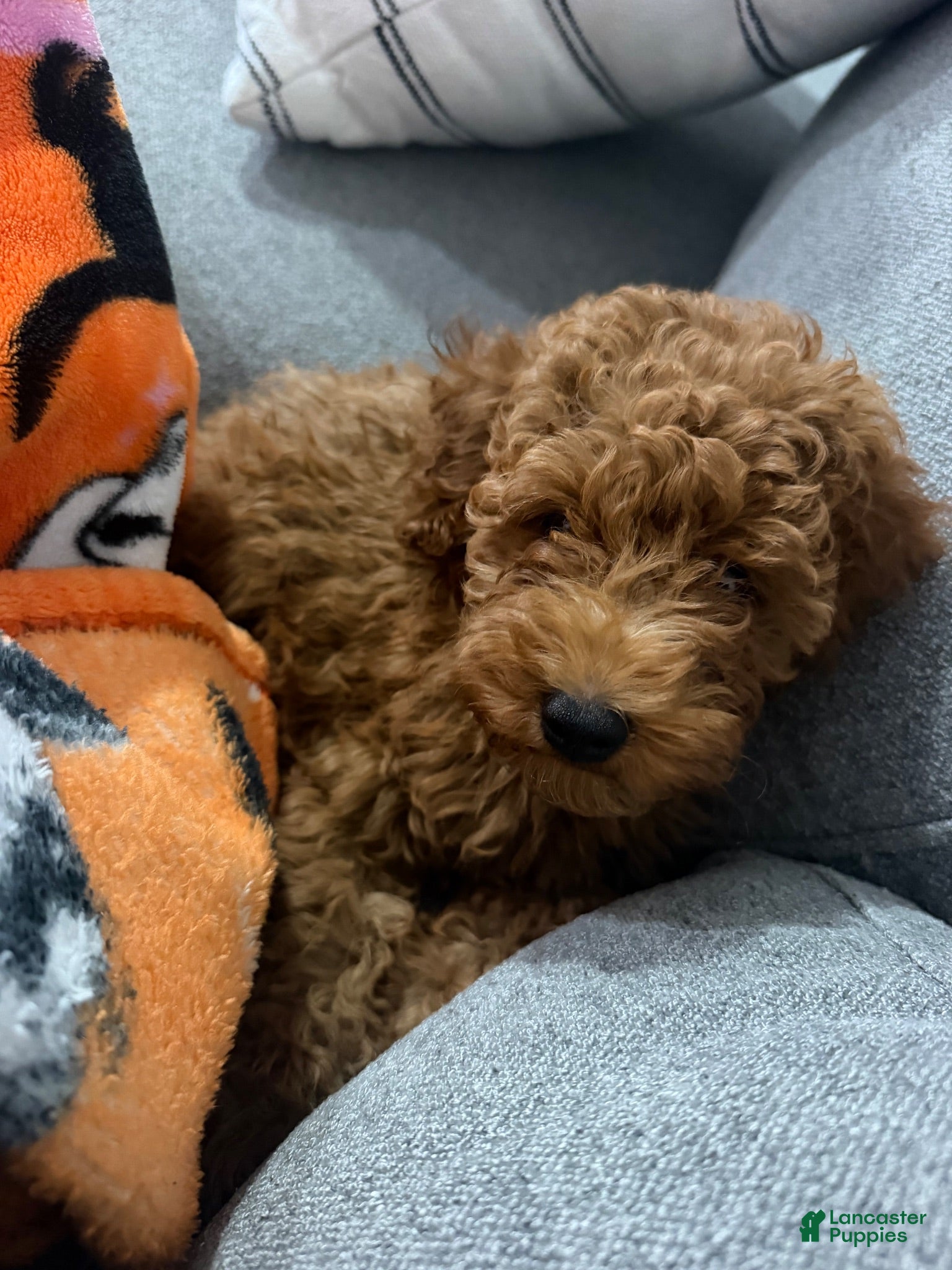 Miniature Poodle dogs Miniature Poodle 1 - Ad 1