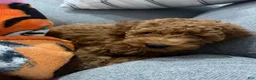 Miniature Poodle dogs for sale: Miniature Poodle 1 - Ad 1