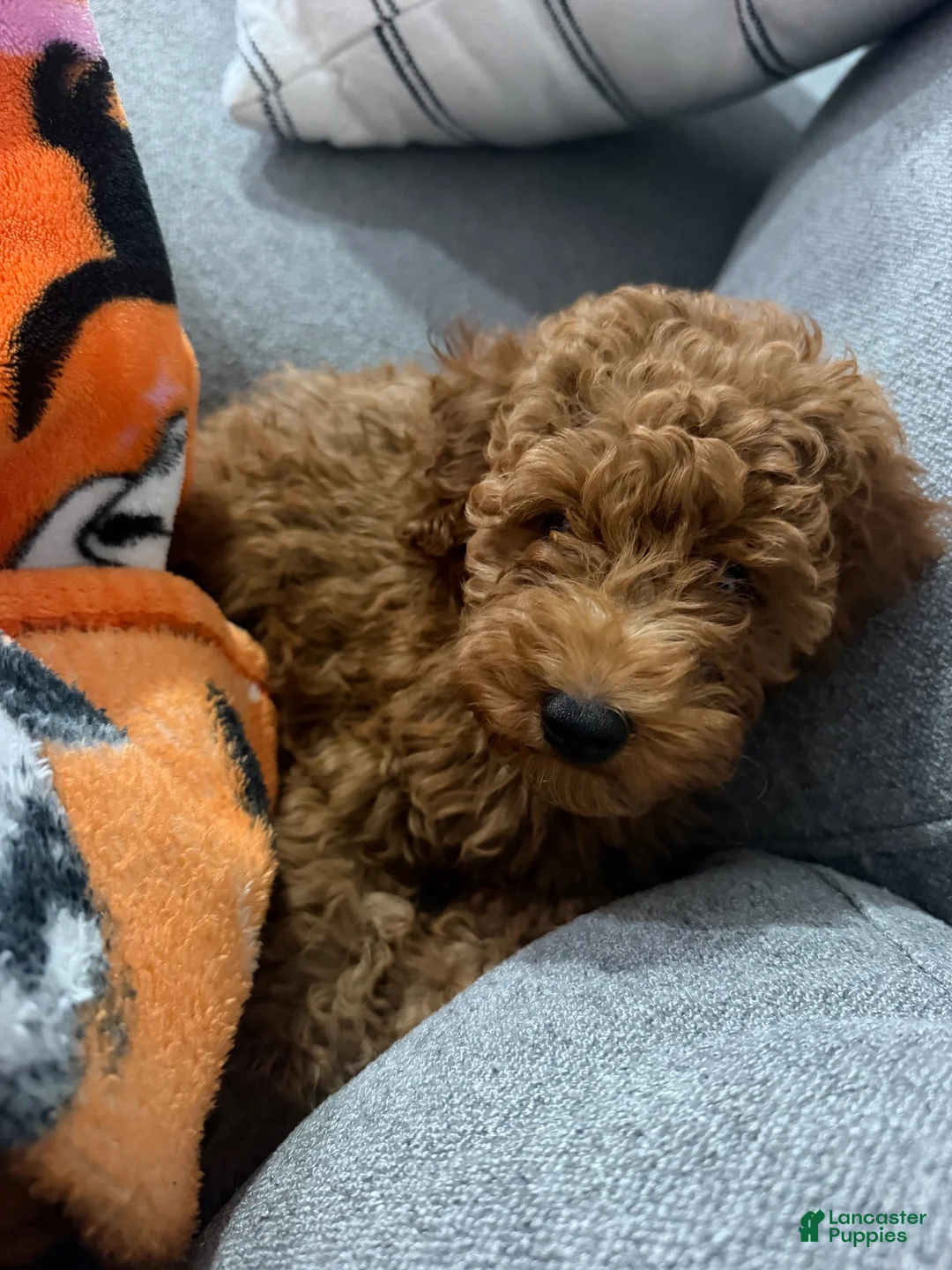 Miniature Poodle dogs for sale: Miniature Poodle 1 - Ad 1