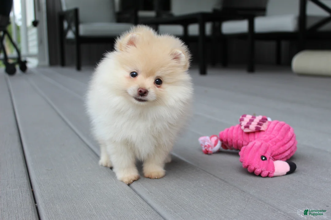 Pomeranian dogs for sale: Cassie - Ad 2