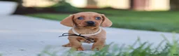 Miniature Dachshund dogs for sale: Bentley - Ad 4