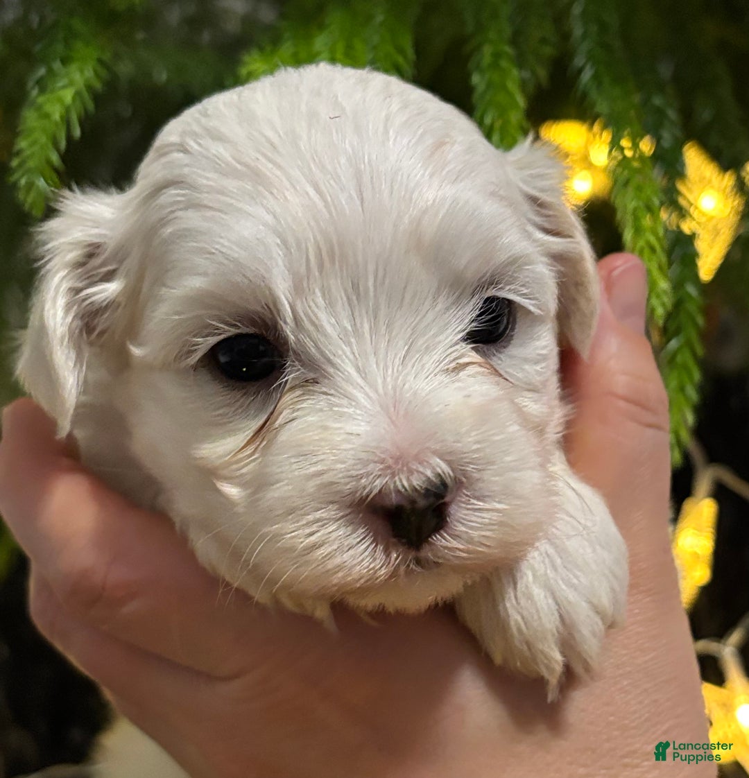 Maltese dogs for sale: Cody - Ad 5