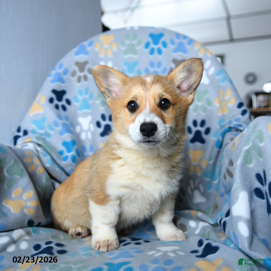 Welsh Corgi Pembroke dogs Sparky - Ad 1