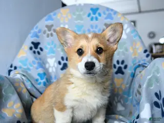 Welsh Corgi Pembroke dogs for sale: Sparky - Ad 2