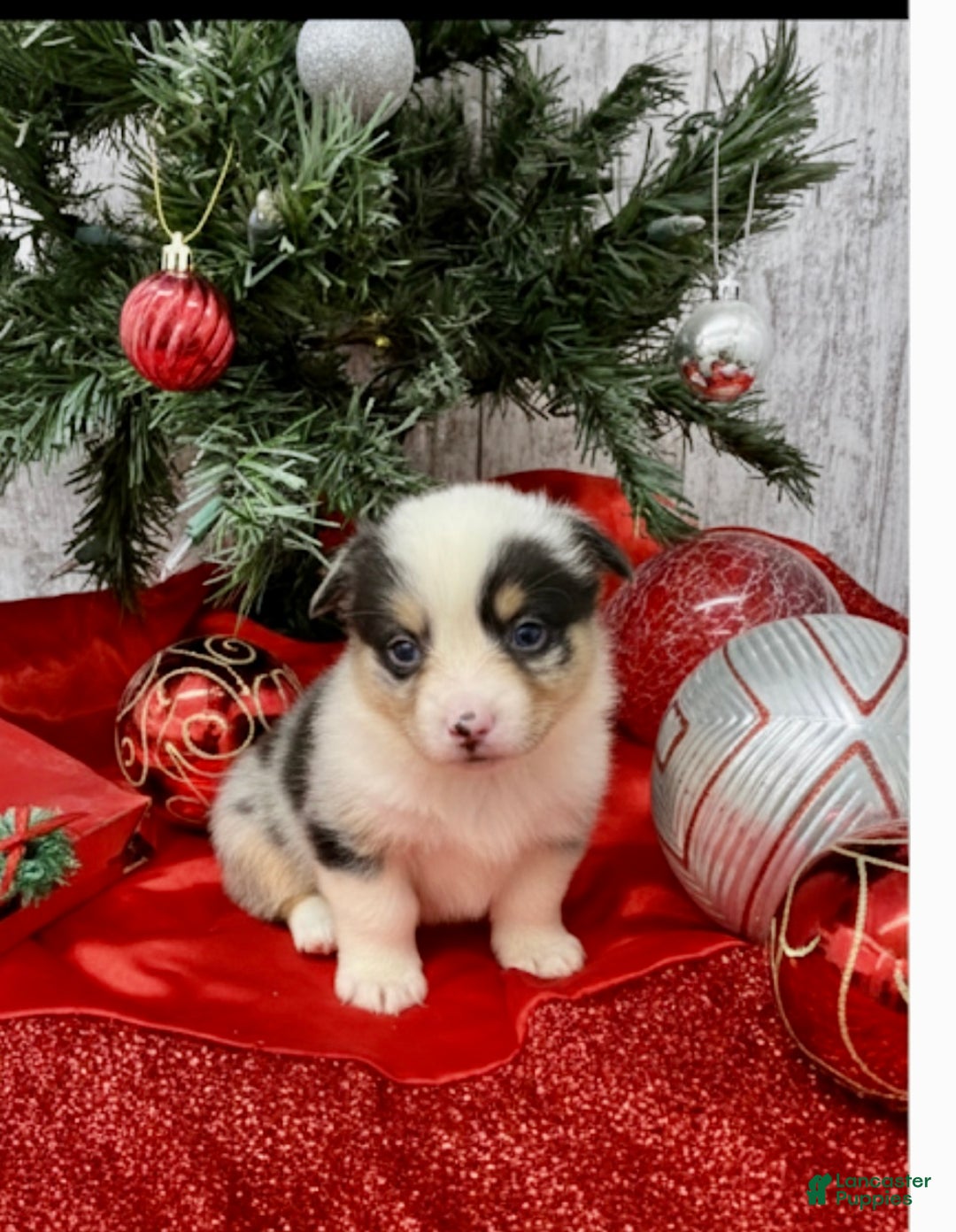 American Corgi dogs for sale: Corgi male 1 - Ad 1