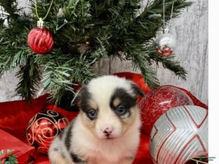 American Corgi dogs Corgi male 1 - Ad 2