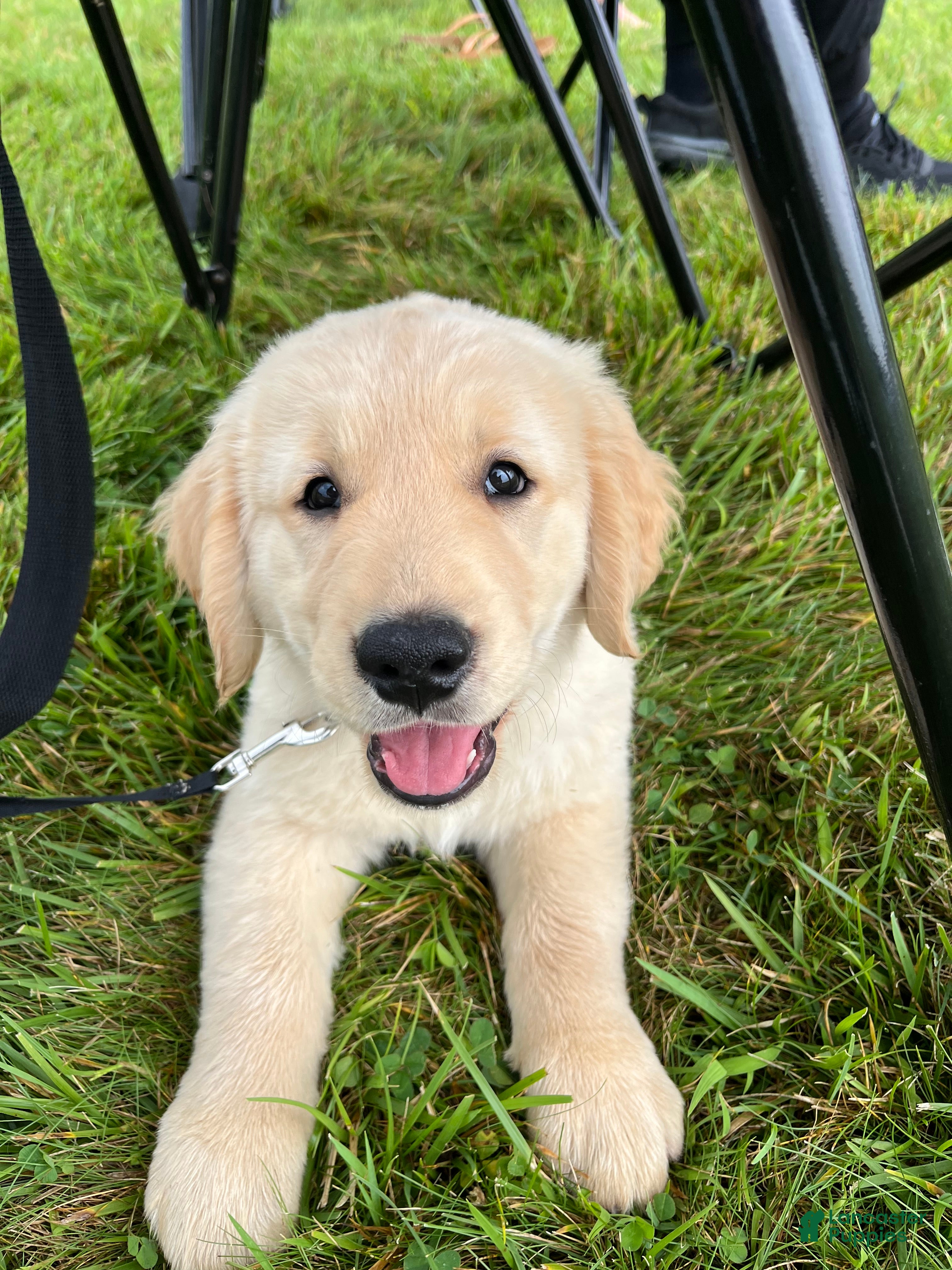 Golden Retriever dogs Gus - Ad 1