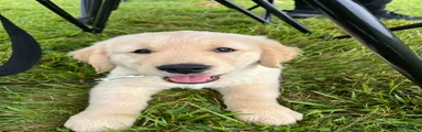 Gus