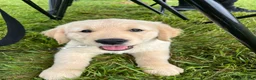 Golden Retriever dogs for sale: Gus - Ad 1