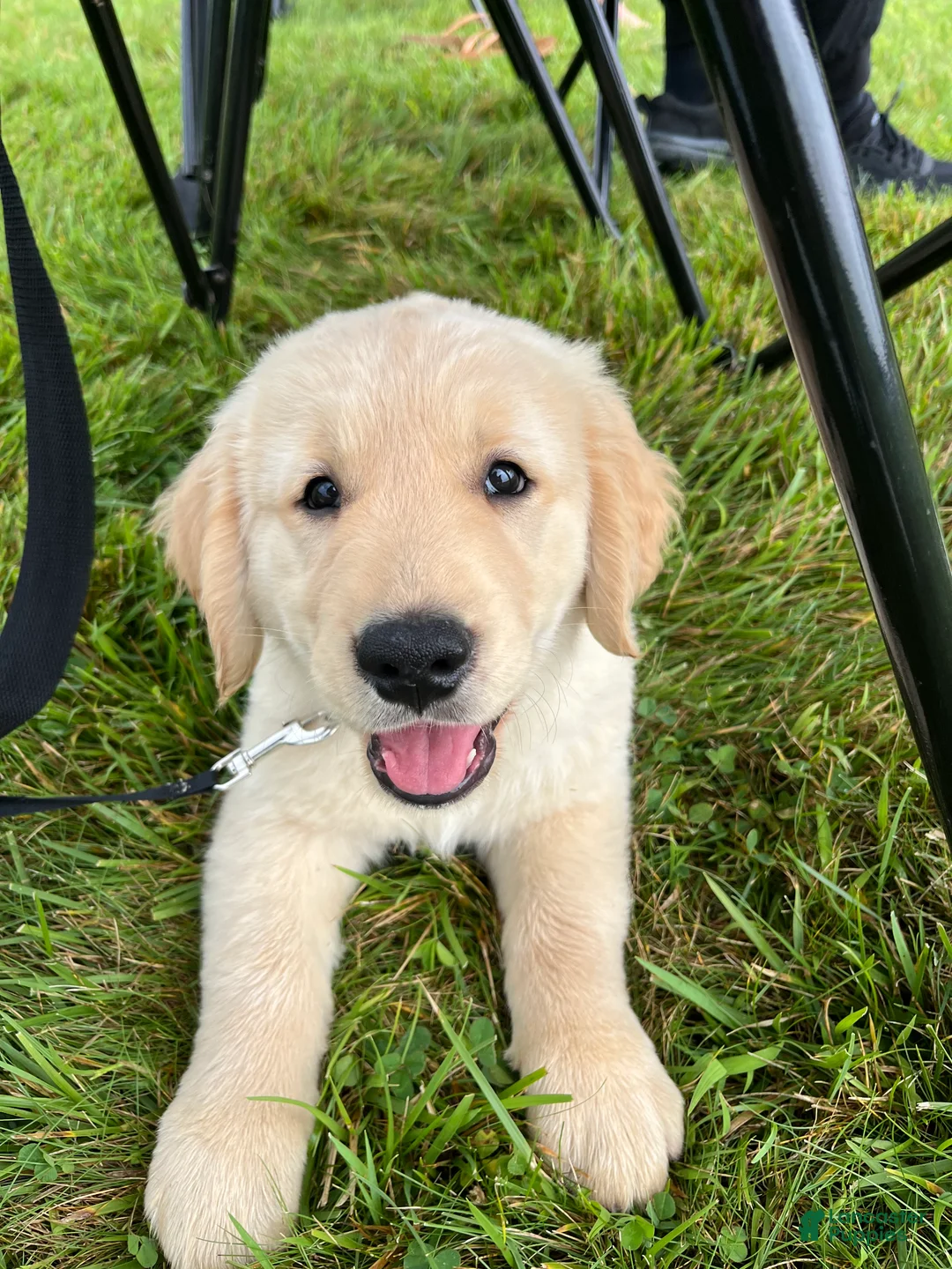 Golden Retriever dogs for sale: Gus - Ad 1