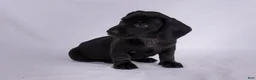 Miniature Dachshund dogs for sale: Pepper - Ad 3
