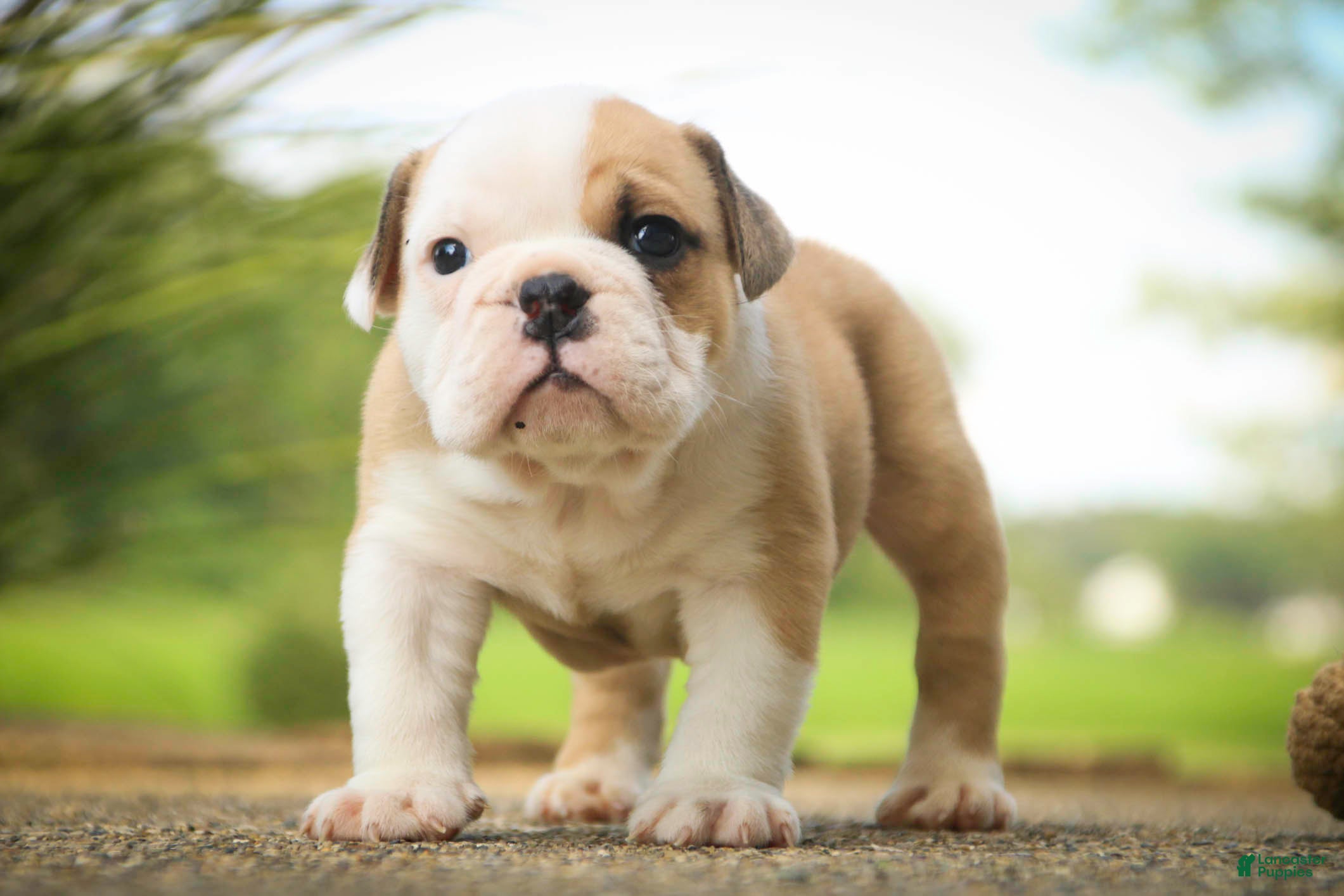 English Bulldog dogs Quaram English Bulldog  - Ad 1