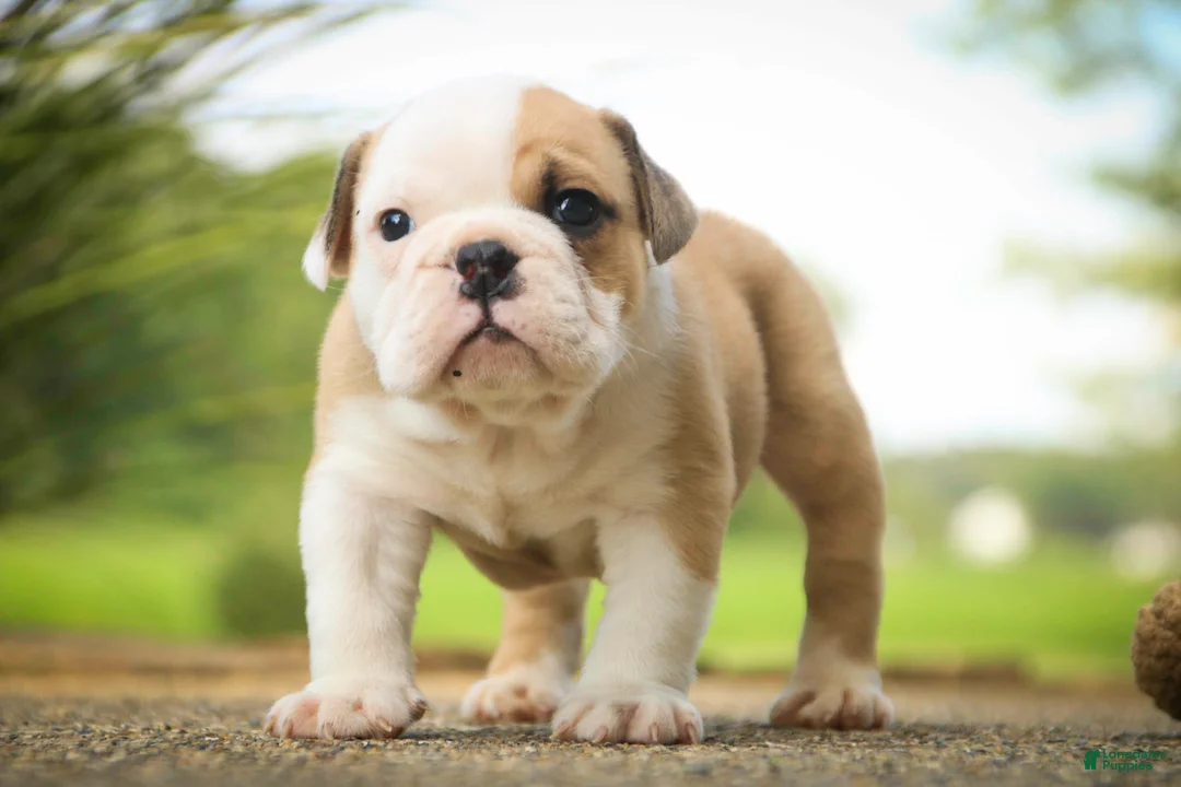 English Bulldog dogs for sale: Quaram English Bulldog  - Ad 1