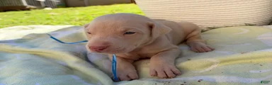 Doberman Pinscher 5