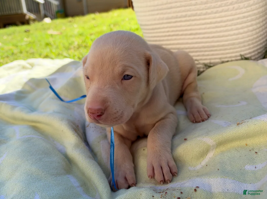 Doberman Pinscher dogs for sale: Doberman Pinscher 5 - Ad 1