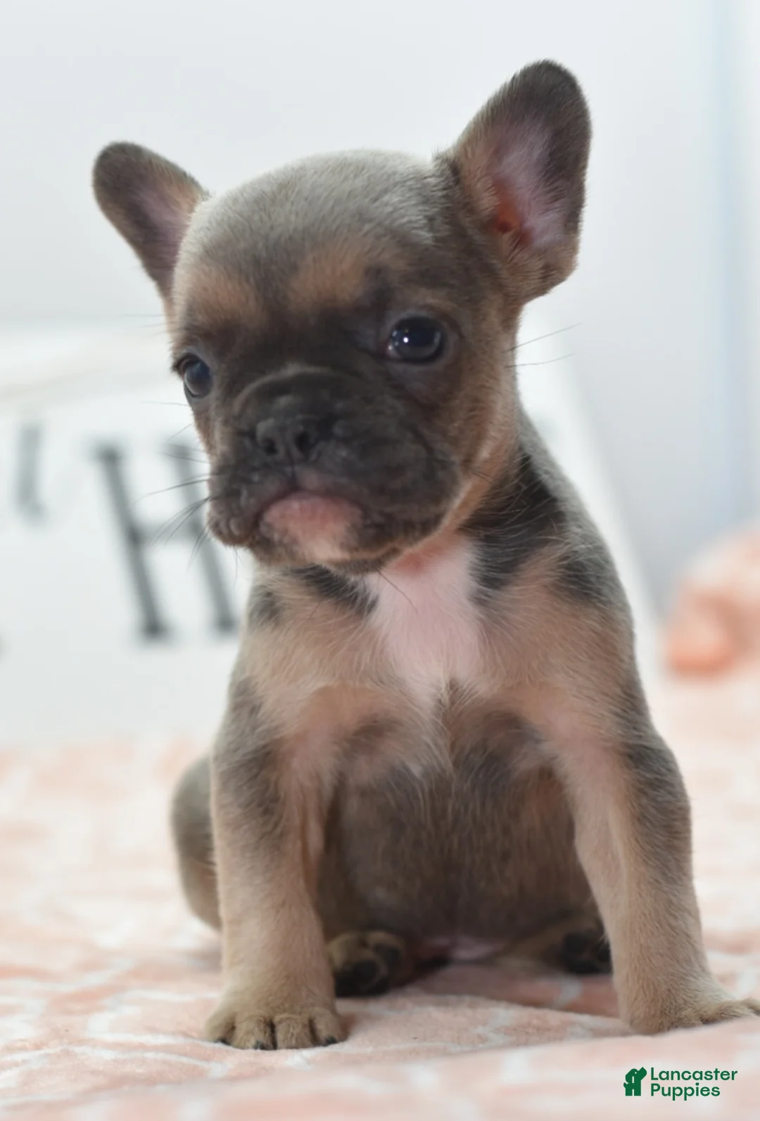 Mixed Breed dogs for sale: Nova blue  - Ad 2