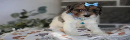 Cavapoo dogs for sale: Charlotte - Ad 5