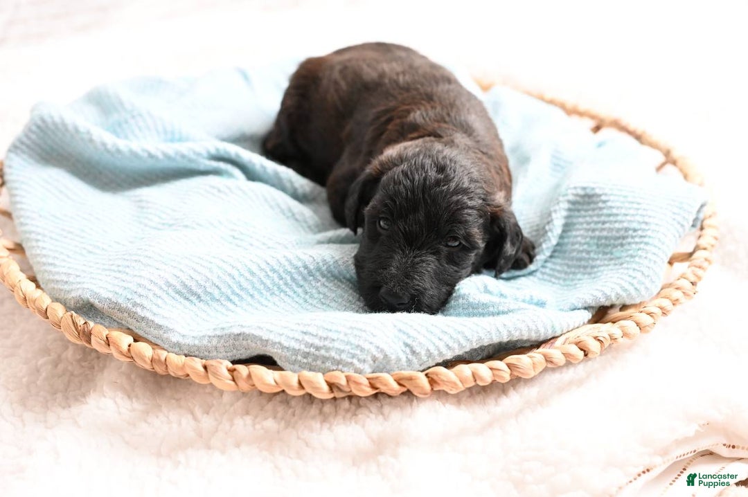 Mixed Breed dogs for sale: Geyser - Ad 3