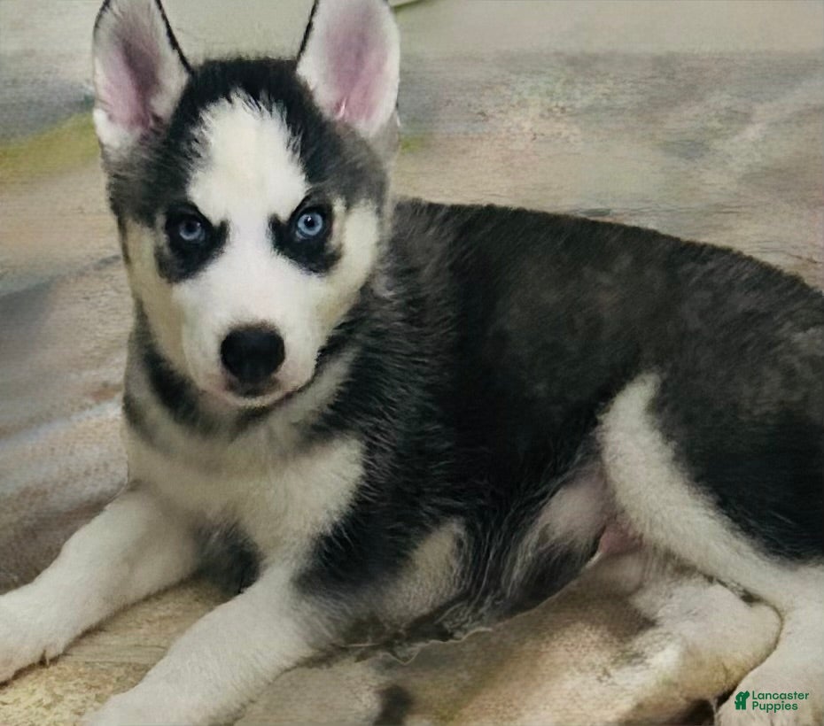 Siberian Husky dogs Siberian Husky 1 Yukon - Ad 10