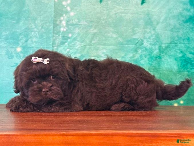 Mixed Breed dogs Brownie Female Shichon - Ad 2