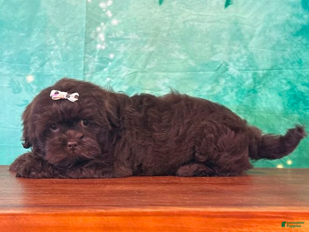 Mixed Breed dogs for sale: Brownie Female Shichon - Ad 2