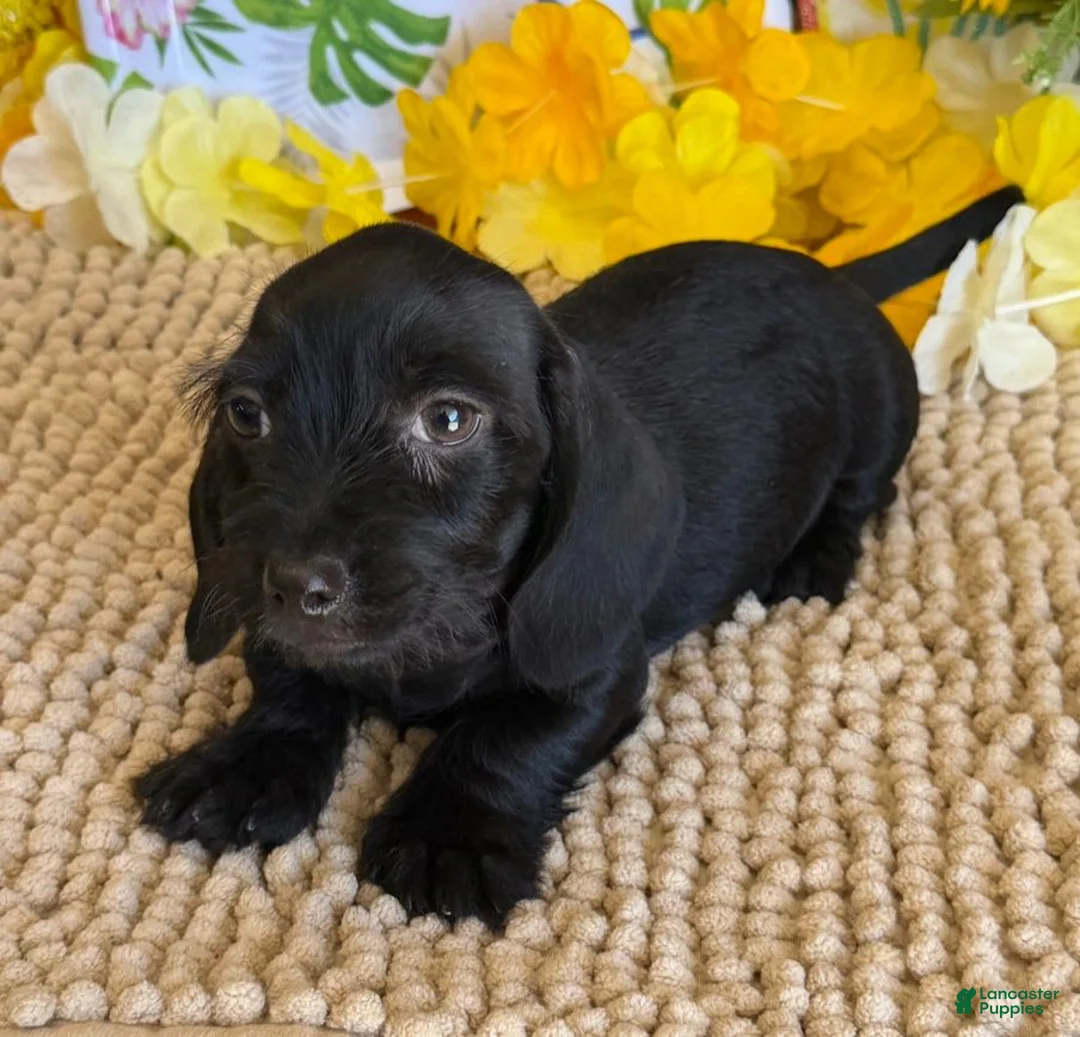 Miniature Dachshund dogs for sale: Blackie - Ad 4