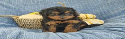Mixed Breed dogs for sale: Snoopy  - Ad 4