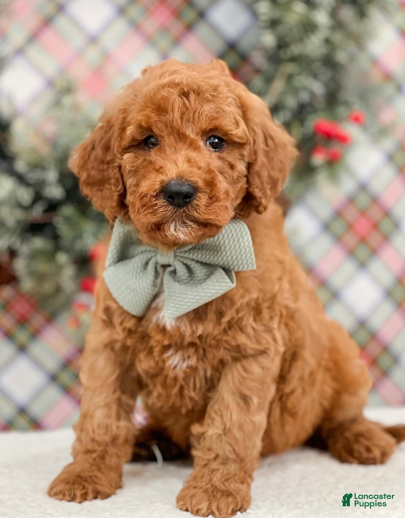 Mini Goldendoodle dogs Mini Goldendoodle Puppy 3 - Ad 11