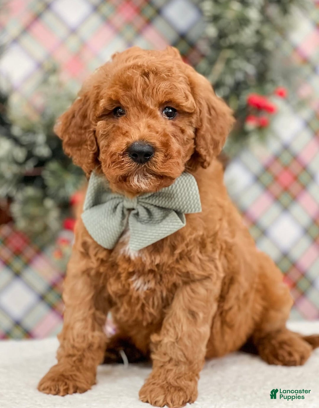 Mini Goldendoodle dogs for sale: Mini Goldendoodle Puppy 3 - Ad 1