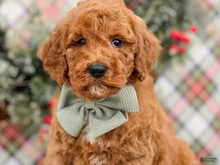 Mini Goldendoodle dogs Mini Goldendoodle Puppy 3 - Ad 42