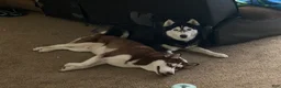 Siberian Husky dogs for sale: Siberian Husky 1 - Ad 2