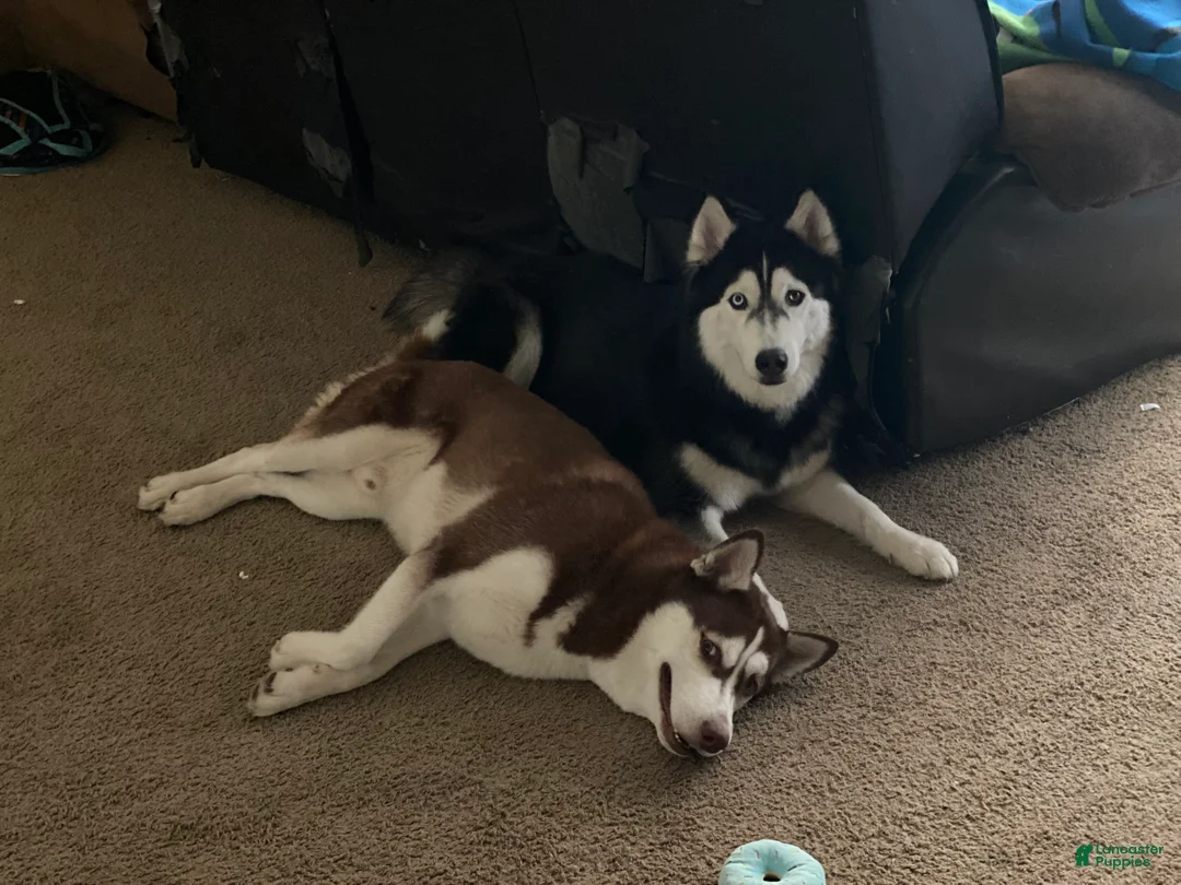 Siberian Husky dogs for sale: Siberian Husky 1 - Ad 2