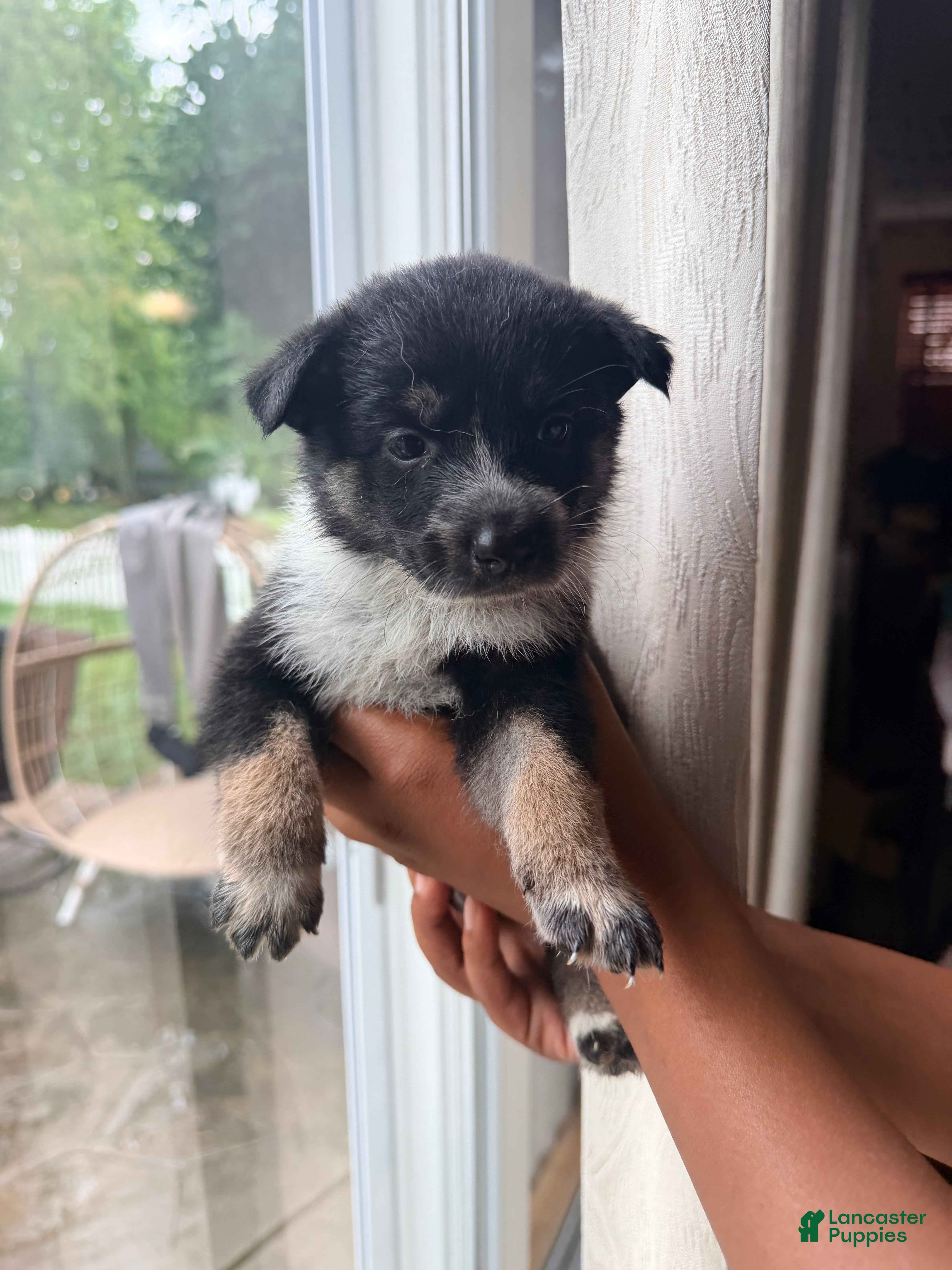 Mixed Breed dogs MilkyWay - Ad 17