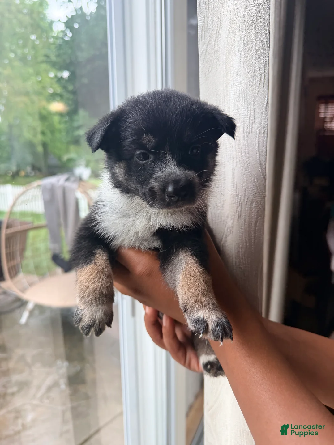 Mixed Breed dogs for sale: MilkyWay - Ad 1