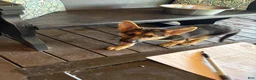 German Shepherd dogs for sale: Diesel - Ad 5