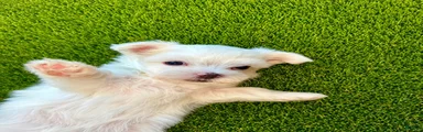 Maltese 2