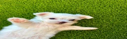 Maltese dogs for sale: Maltese 2 - Ad 1